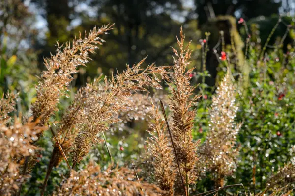 Calamagrostis brachytrichys