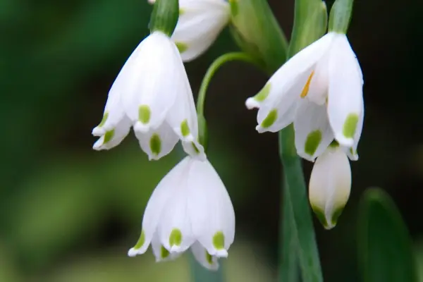 Snowflakes Leucojum Gravetye Giant