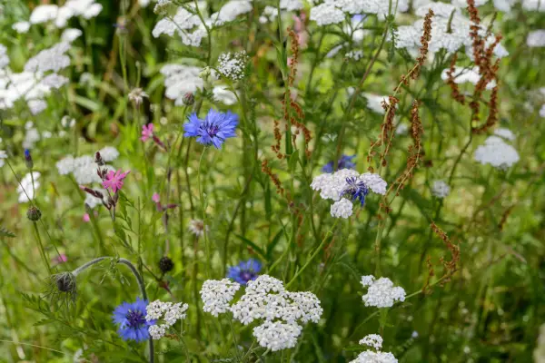 Wildflower mix with cornflowers and achillea
