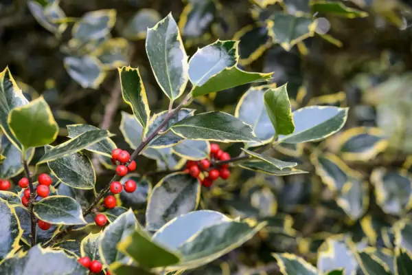 Ilex aquifolium 