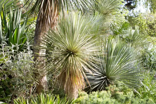 Yucca rostrata