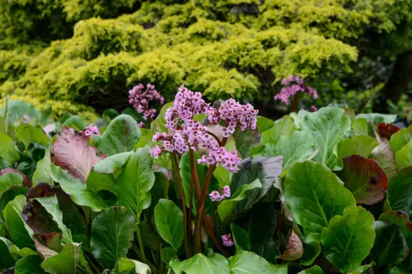 Bergenia cordifolia 