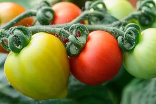 Lycopersicon esculentum 'Heartbreaker'