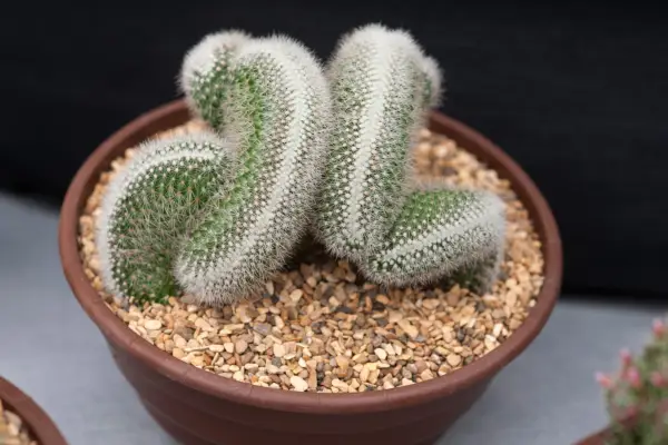 Mammillaria Foarte spinoso subsp. cristal