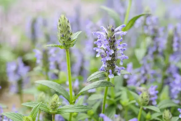Nepeta nervosa 'Blue Moon'
