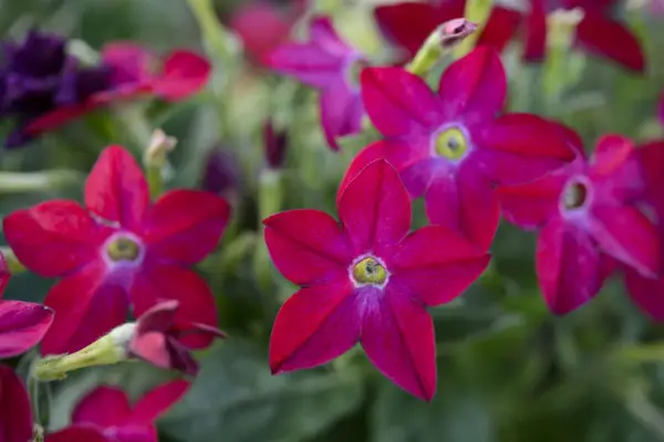 Nicotiana alata 