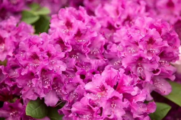 Rhododendron 'Tapisest'