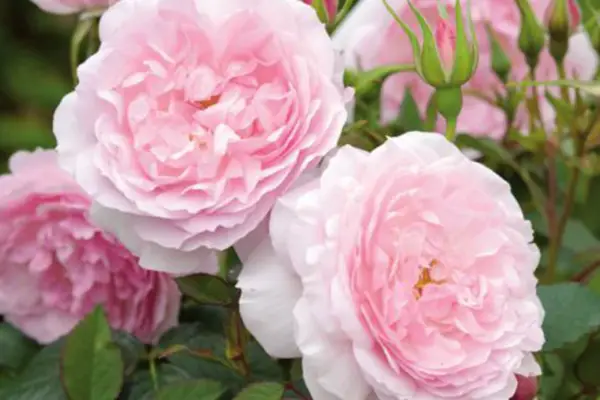 Rosa „Lady Salisbury”