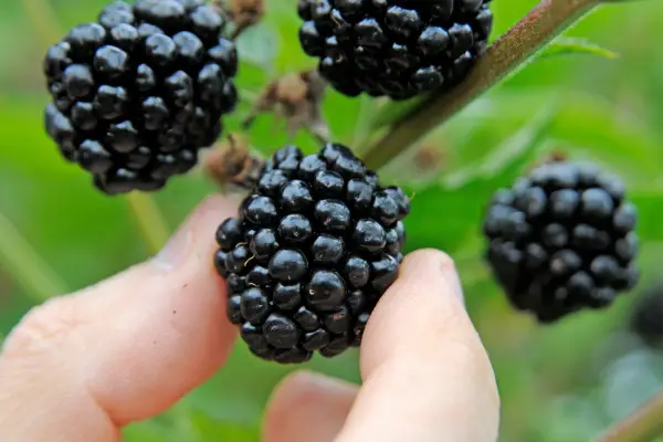 רובוס 'אדריאן'