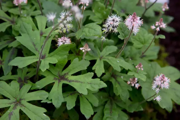 Tiarella 'Spring Symphony'