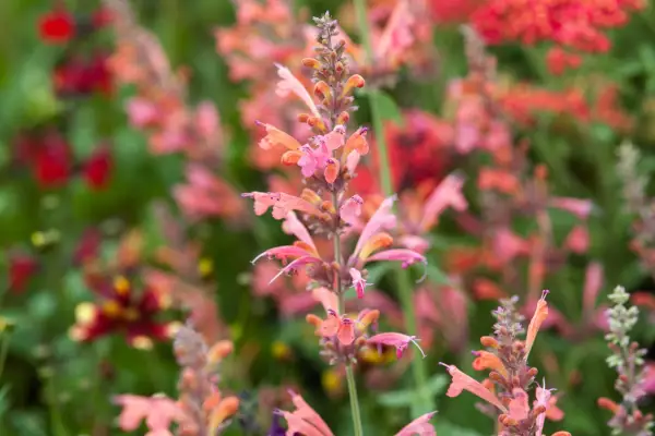 Agastache «Rêves de mandarine»
