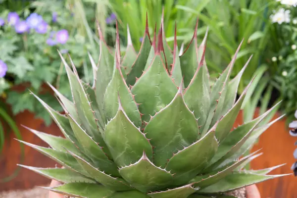 Agave montana