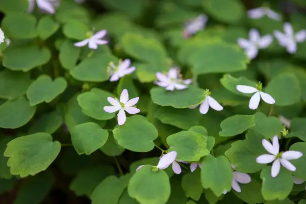 Anemonello Thalictroides 'Amelia'
