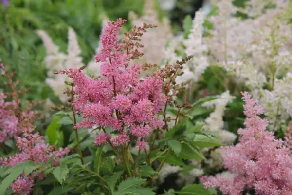 Astilbe 'Younique Carmine'