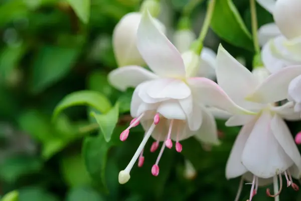 Pink-blushed, white blooms of Fuchsia 