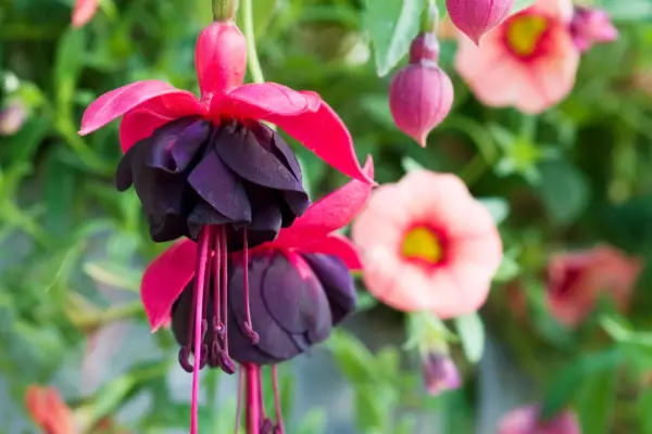 Velvet purple petals and pink sepals of Fuchsia 
