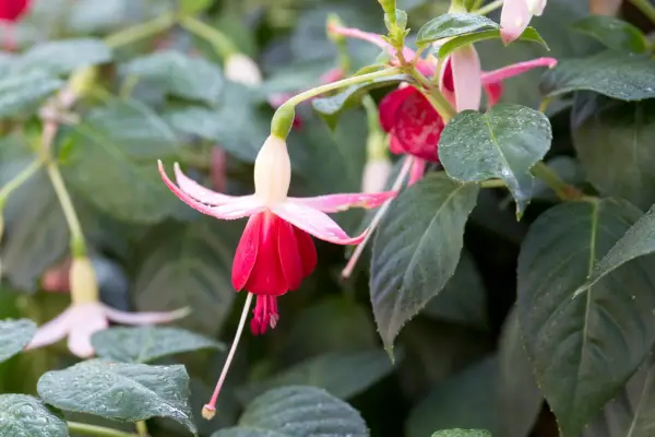 Raspberry-pink and white Fuchsia 