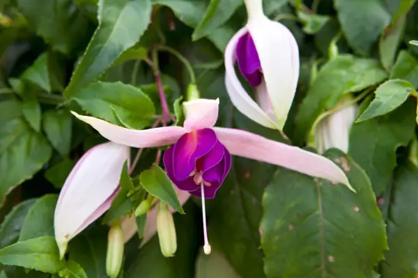 Pale-pink and royal purple Fuchsia 