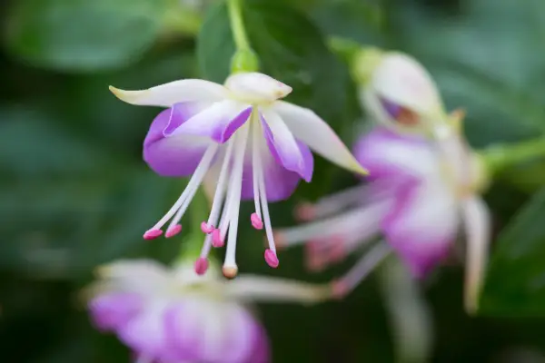 Purple-edged white flowers of Fuchsia 
