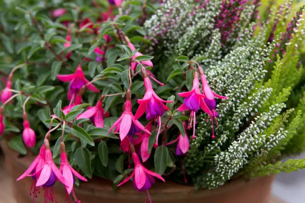 Purple and pink blooms of Fuchsia 