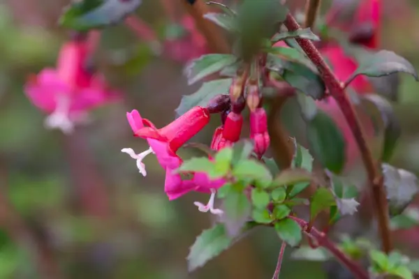 Small pink Fuchsia thymifolia flowers