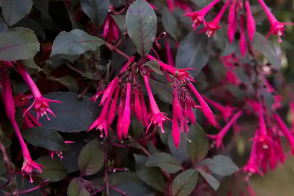 Elongate tubular flowers of Fuchsia triphylla