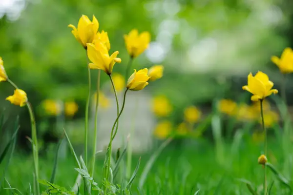 Wild or woodland tulip (Tulipa sylvestris)