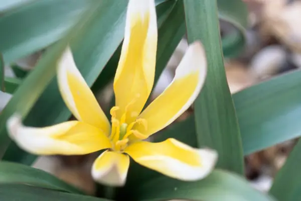 Late tulip (Tulipa tarda)
