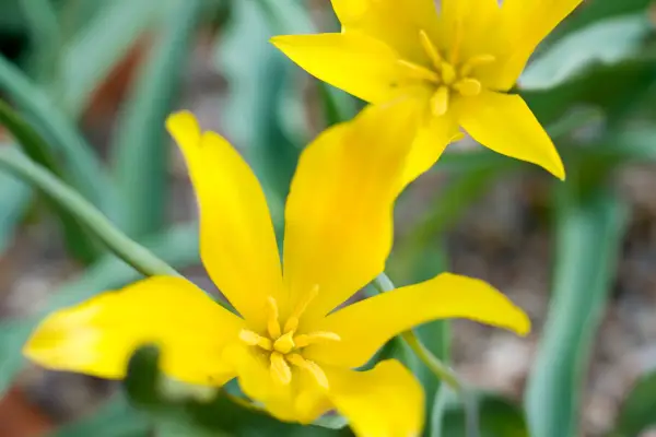 Altai mountains tulip (Tulipa altaica)