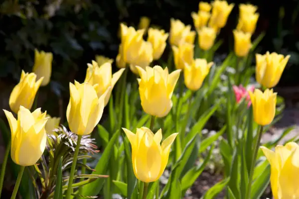 A border of lemon tulip 