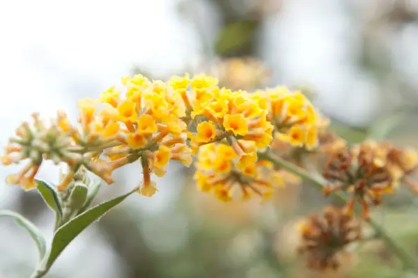 Buddleja x Weyeriana 'Sungold'