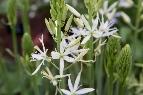 הוא 'Sacaxawea' חלבי