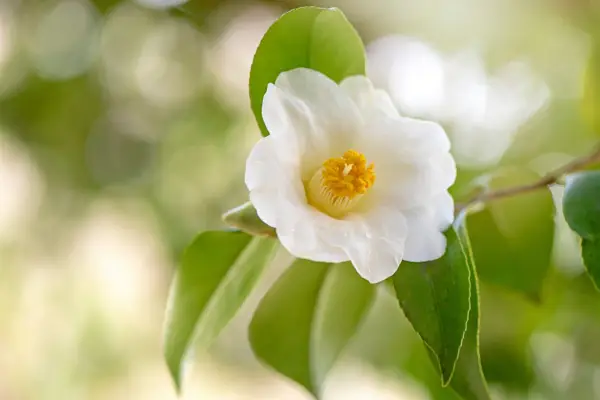 Camellia sinensis. Getty Images