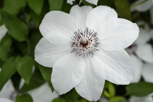 Clematis 'Miss Bateman'