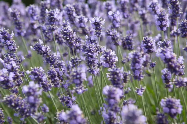 Lavender in flower
