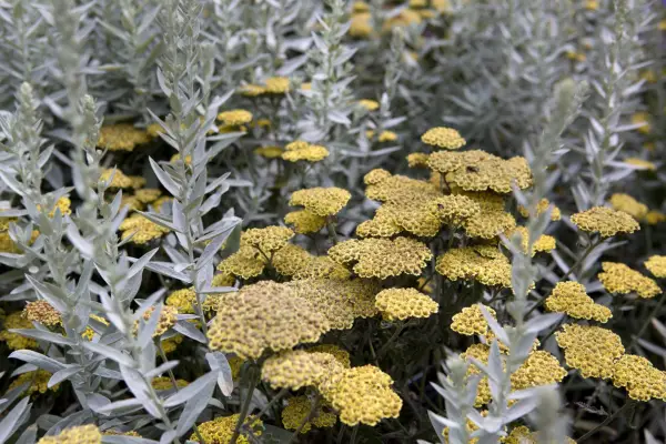 Artemisia ludoviciana 