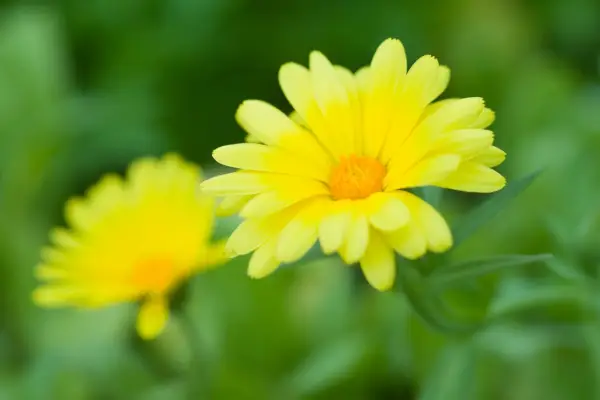 Calendula