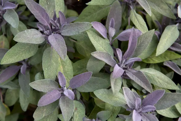 Purple sage (Salvia officinalis 