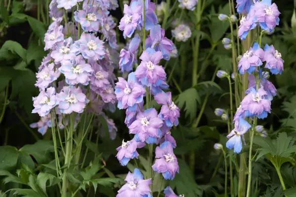 Delphinium 'Orpheus'