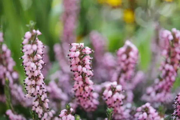 Erica X Darleyensis 'Furzey'