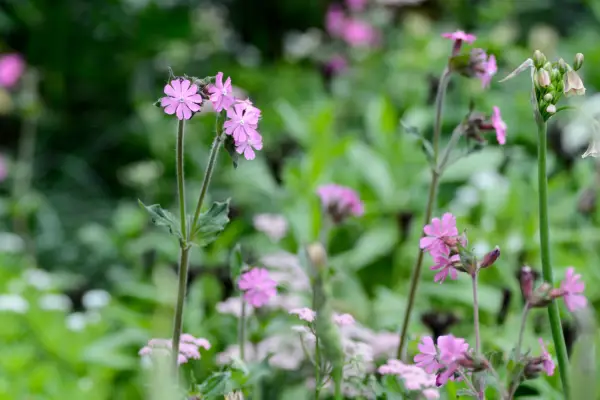 Campion (Silene dioica) flowers