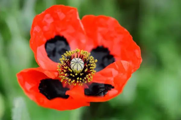 Poppy flower