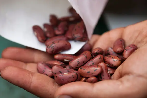 Beans (broad, borlotti and runner)