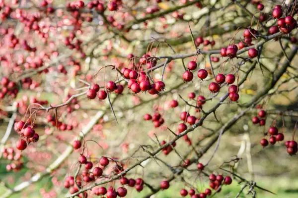 Hawthorn berries