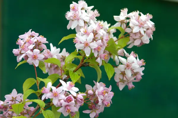 Deutzia 