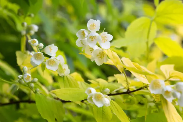 Philadelphus coronarius 