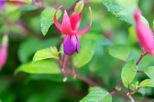 Fucsia 'genii'