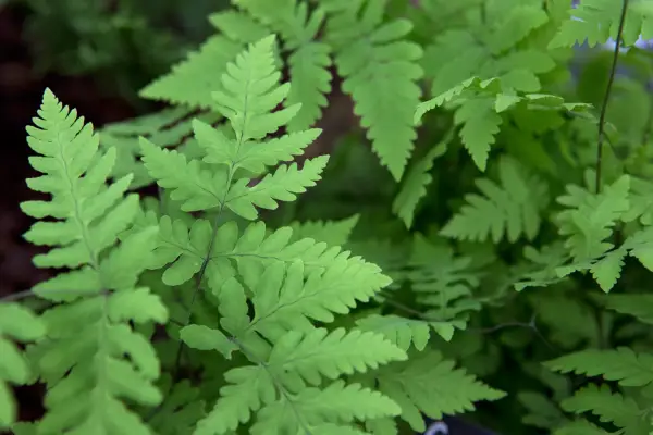 Gimnocarpium Dryopteris „Plumosum”