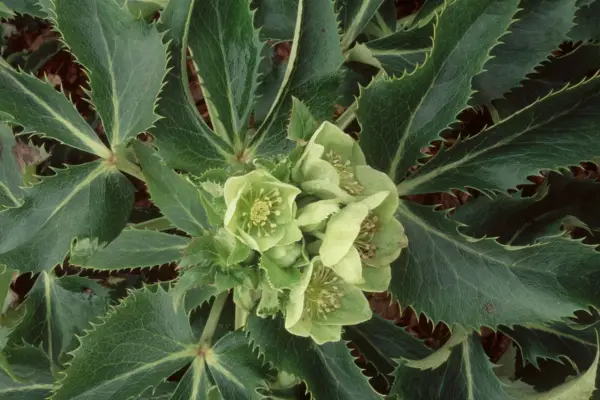 Helleborus Argutifolius