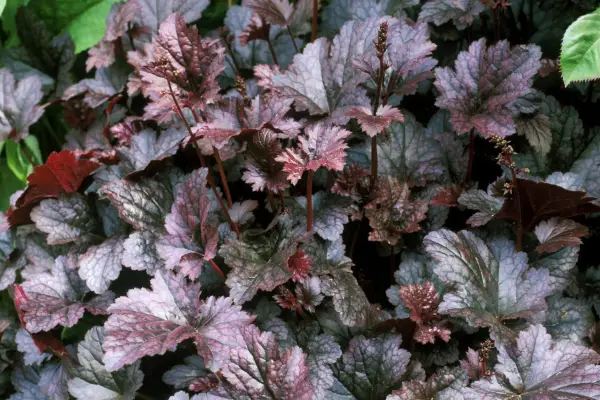 Heuchera 